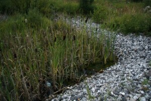 Picture of a Wet detention basin at Tampereentie